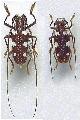 Protorhopala sexnotata