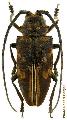 Demagogus larvatus