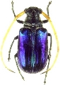 Astathes (Tetraophthalmus) caloptera