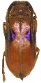 Astathes (Tetraophthalmus) levis