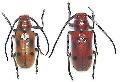 Tetraopes tetrophthalmus
