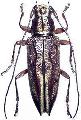 Temnosternus planiusculus