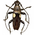 Tmesisternus ludificator