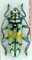 Sulawesiella rafaelae