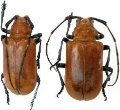 Aparescus praecox