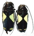 Phosphorus virescens