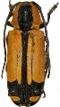 Tragocephala cuneifera
