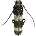 Cymatura fasciata  