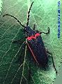 Desmocerus californicus