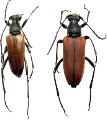 Anastrangalia sanguinolenta