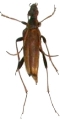 Leptura (Leptura) modicenotata
