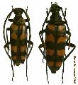 Leptura (Leptura) quadrifasciata quadrifasciata