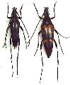 Etorofus vicarius