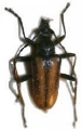 Acmaeops (Gnathacmaeops) pratensis