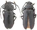 Navosoma luctuosum