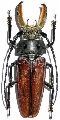 Callipogon (Callipogon) barbatus