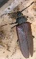 Trichocnemis spiculatus