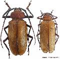 Agrianome loriae