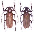 Macrotoma (Bandar) pascoei formosae