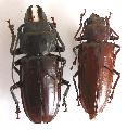 Hovorodon bituberculatum