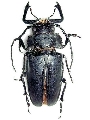 Notophysis forcipata