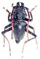 Prionocalus cacicus