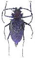 Psalidognathus superbus