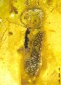 Nothorhina granulicollis