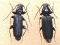 Tetropium morishimaorum