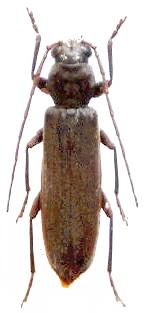 Arhopalus tobirensis