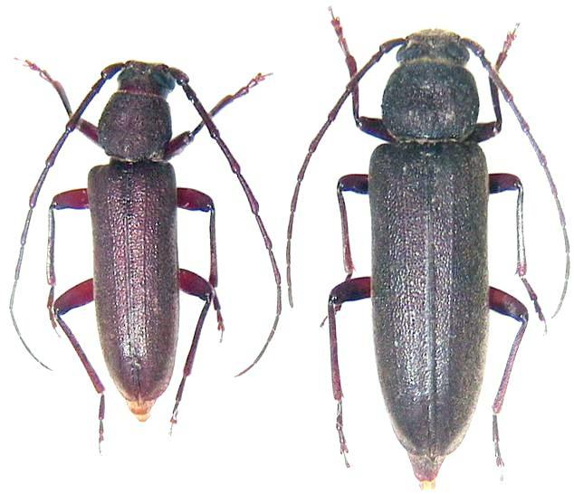 Cephalallus oberthueri