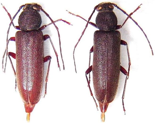 Cephalallus ryukyuensis