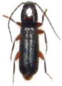 Nothorhina muricata