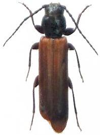 Tetropium gracilicum