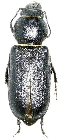 Spondylis buprestoides