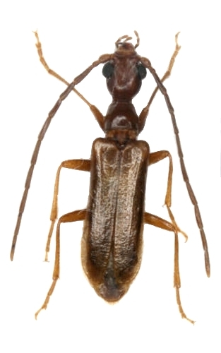 Vesperus jertensis 
