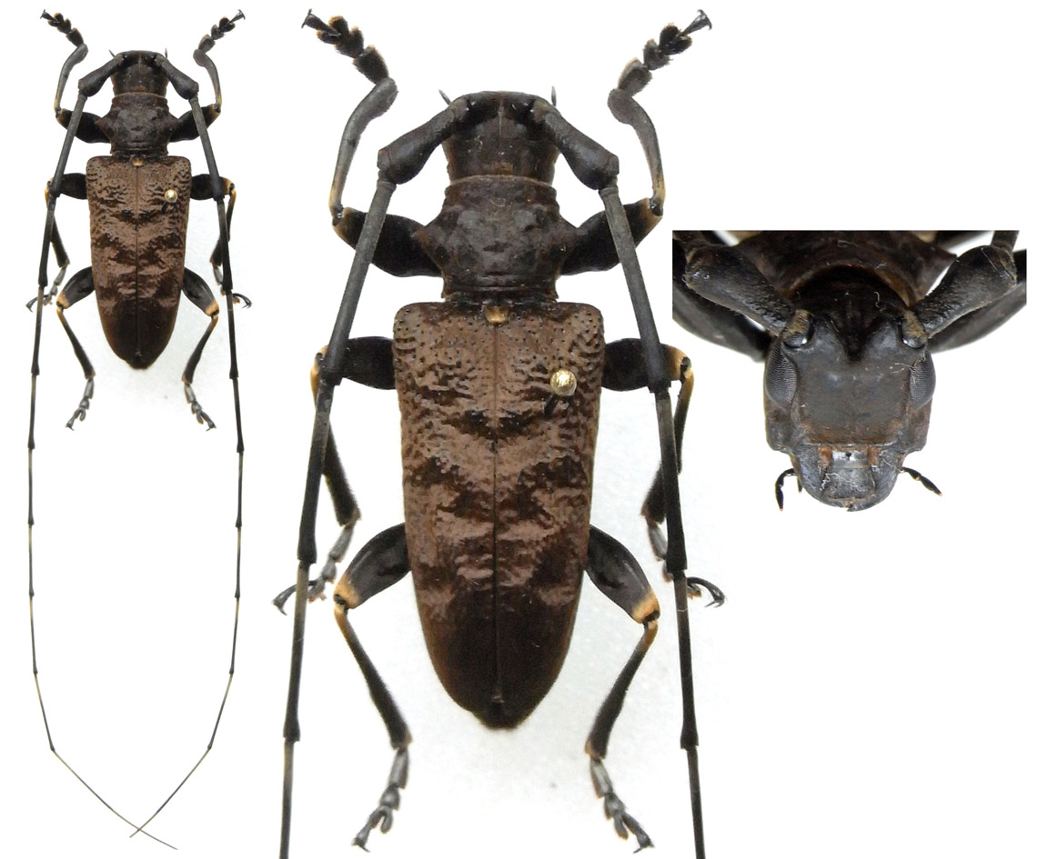 Cerambycoidea Forum Vietnam Acalolepta subbasicornis