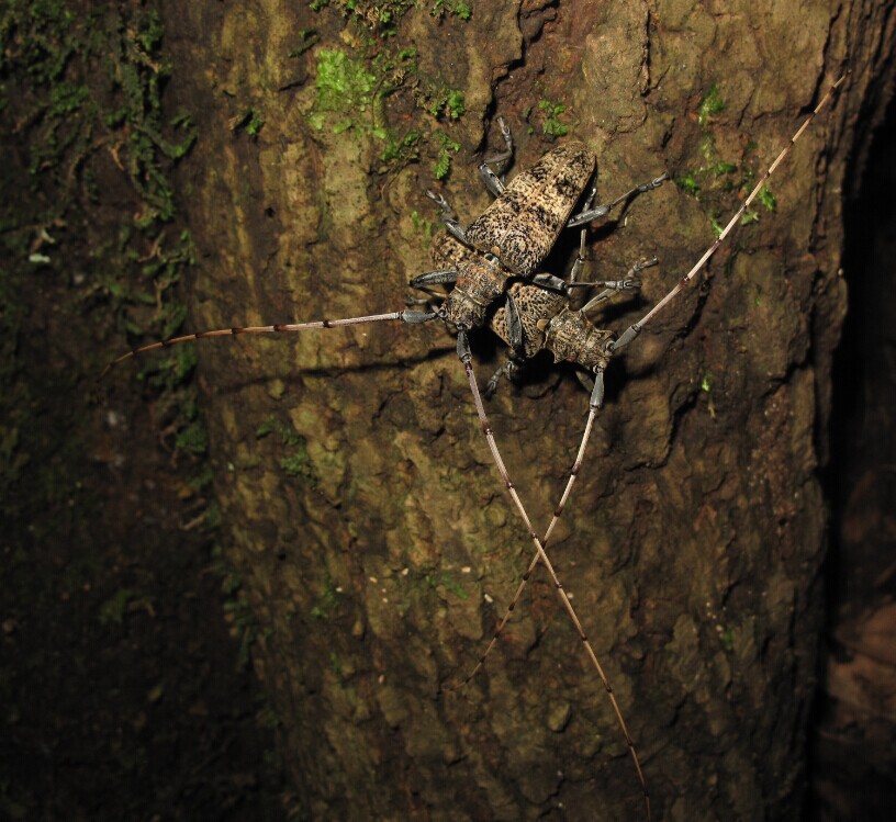 Cerambycoidea Forum China Acalolepta luxuriosa