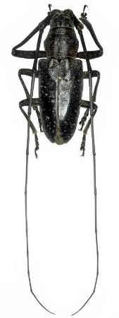 Pelargoderus stellatus Vitali & Casadio, 2007