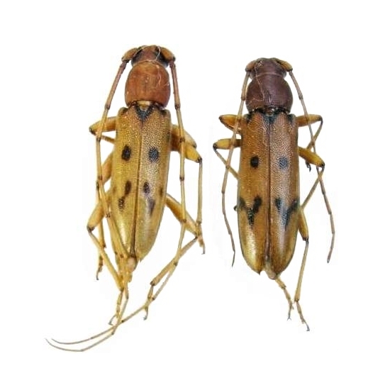 Achryson surinamum Achryson surinamum