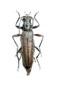 Icosium tomentosum atticum