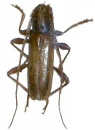 Xenocompsa flavonitida