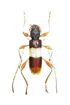 Xenocompsa semipolita