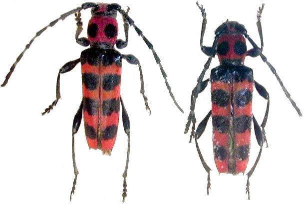 Anaglyptus (Akajimatora) bellus