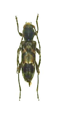 Anaglyptus (Aglaophis) colobotheoides