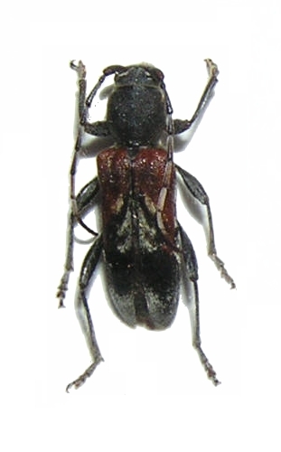 Anaglyptus (Anaglyptus) mysticus