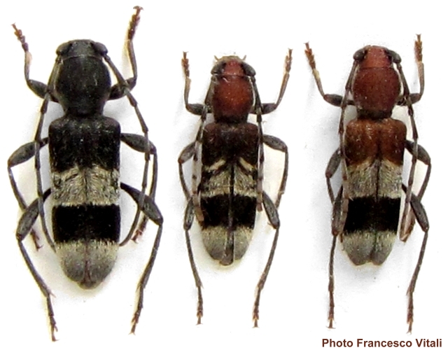 Anaglyptus (Anaglyptus) praecellens