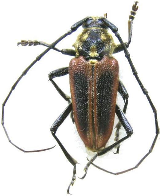 Basiptera castaneipennis