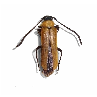 Adalbus crassicornis  