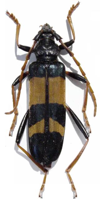 Aphrodisium (Opacaphrodisium) alabardae